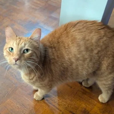 Momo curieux