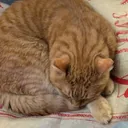 Momo qui dort
