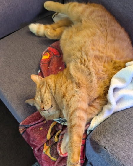 Momo avachi sur le divan