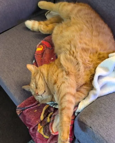 Momo avachi sur le divan